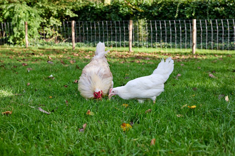 Przydomowa hodowla kur