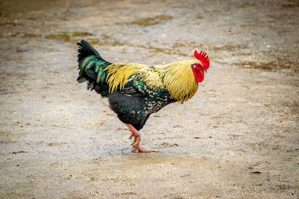 Free stock photo of barnyard, barnyard animals, bird